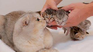 A big brother cat who loves his siblings can't help but worry when a kitten meows!