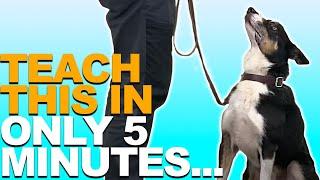 A 5 Minute Training Plan For Teaching Your Dog To STAY!