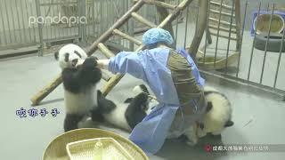 Pandas VS Keeper | Adorable Panda 奶妈大战三只熊猫宝宝