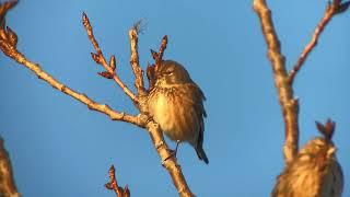 Linnets (Carduelis cannabina) - chirping in tree @ Snettisham