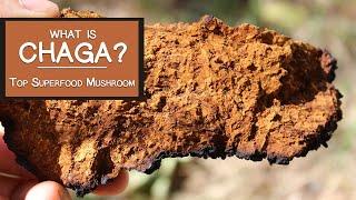 What is Chaga?  Learn Why It's a Top Superfood Mushroom