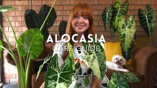 How to NOT kill your Alocasia! Care Guide for all my Alocasia's