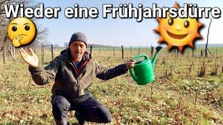 Was macht die Bodenfeuchte im Wald? Wieder eine Frühjahrsdürre #forstwirtschaft #garten