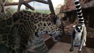 BOSANCI POSJETILI ZOO CENTAR U SALZBURGU