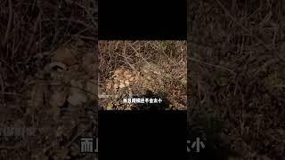 山東挖出項羽墓，棺材上出現42碼大腳印，竟是墓主人自己要求的？ #尋寶 #古墓 #文物 #考古發現 #揭秘