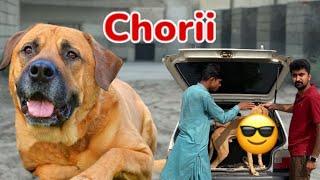 Heavy Bully Dog Chori Kar Liya|| Qari Bimari Ne Bilal ko Surprise de Diya 