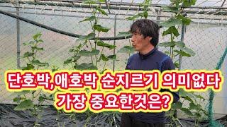 원없이 따먹는 미니밤단호박,애호박 순지르기 의미없다 가장 중요한것은?  단호박,애호박 순치기,적심,재배방법,키우기 솔림농원텃밭,주말농장 전원일기