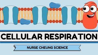 ATI TEAS 7 Cellular Respiration Breakdown: It’s Not Rocket Science… Or Is It?