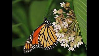 Monarch Butterfly Steamers State College PA, 7 8 2022