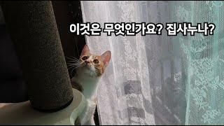 묘생 첫 캣폴을 만났다. 10묘들의 반응은? ( feat. 카레오는 용감했다!!! )