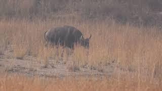 Indian Gaur Grazing Video |  Indian Gaur | Indian Bison