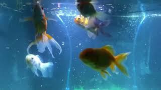 Goldfish feeding frenzy