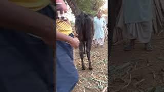 When binding the black cow for pregnancy check |Full video |Village info