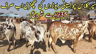 Sahiwal Cholistani Cow Bachrian/How to make money for animal business/Bachri Farming/Luddan Mandi.PK