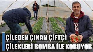 Çileden Çıkan Çiftçi Çilekleri Bomba İle Koruyor! 10 Dönümde Üretim / AGRO TV HABER