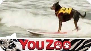 Hundesurfen - der große Wettbewerb │YouZoo