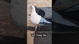 Avril line young hen, Good products don't need tags #shorts #pigeon #bird