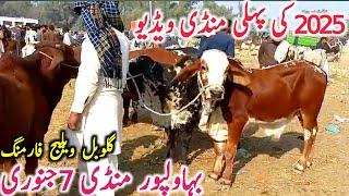 Bahawalpur Cow Mandi Today Fresh Video Bachre Bachrian Cholistani || Global Village Farming