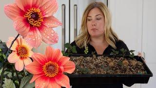 Make More Dahlias  How to take dahlia cuttings