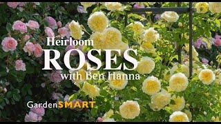 GardenSMART with Ben Hanna of Heirloomroses.com