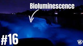 Absolutely Insane Bioluminescence Wake Boarding Indian River Florida | Shred Shaka #16