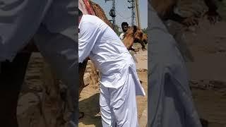 Milking the female camel today dated 09-05-2022 Sunday