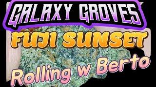 Rolling and Burning w Berto- FUJI SUNSET from GALAXY GROVES 