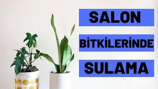 Salon Bitkilerinde Sulama Yöntemleri