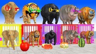 Paint Animals Elephant, Gorilla,Tiger,Hippo,Cheetah Fountain Crossing Transformation Animals Cartoon