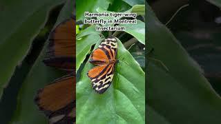 Harmonia tiger-wing in #Montreal Insectarium #canada #butterfly #tigerwing #tigerbutterfly