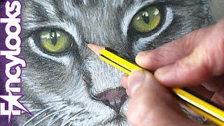 How to draw a cat with a touch of acrylic paints