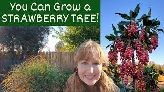 You Can GROW a STRAWBERRY TREE! -- An Unusual Fruit Tree - Arbutus Undeo & Arbutus Marina