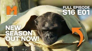 Sasha and Kangoo Move in | Season 16 Episode 1 | Full Episode | Monkey Life