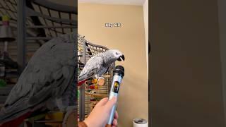 Building Gizmo’s confidence up with a mic  #funnyparrot #bird #talkingparrot #parrot