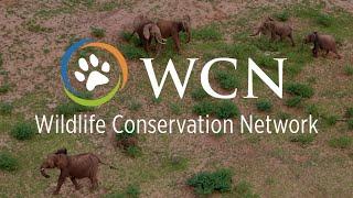 Wildlife Conservation Network | Creating a Future for Wildlife