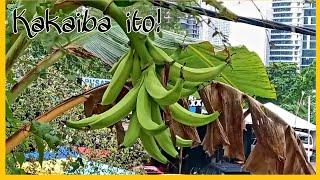 RARE BANANA KAKAIBANG HUGIS NG SAGING//ANG GANDA FIRST TIME KUNG MAKAKITA NG GANITO/ONLY IN MALAYSIA