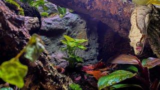 Bioactive / Naturalistic Crested Gecko Vivarium