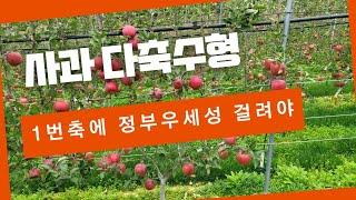 사과 다축수형 1번축(외곽골격지)에 정부우세성이 걸려야