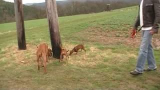 Osterspaziergang - Zwergpinscher Steinwitz