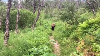 Close Grizzly Bear Encounter - Katmai National Park, Alaska