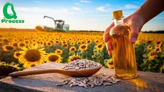 Harvesting Millions of Tons of SUNFLOWER Seeds to Produce High Quality Sunflower Oil for Cooking