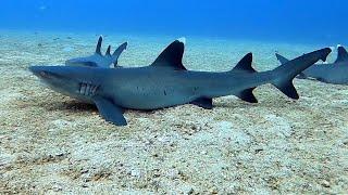 Gulf of Papagayo (Costa Rica) Scuba Diving