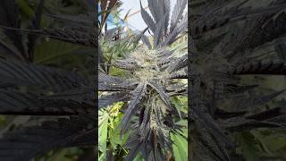 Barf Breath by Solfire sun grown in Colombia  new episode dropping this month ️