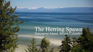 The Herring Spawn on Vancouver Island, British Columbia