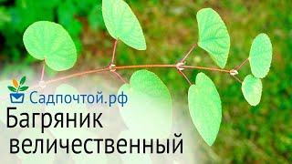 Багряник (багрянник) величественный, Cercidiphyllum magnificum