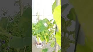 Bottle gourd plant in our terrace garden #gardening #terracegardening #shorts