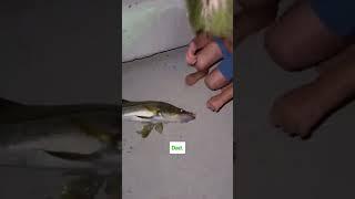 Our 4 year old asked my husband to go fishing at 11pm…