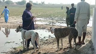 Soor ka shikar 2024 | Hogs dogs Hunting | Dogs fight | Pig Shikar in Pakistan.