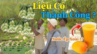 Công Giáp || Vườn Xoài Được Mùa, Liệu Rằng Có Thể Thành Công Chế Biến NƯớc Ép Xoài ?? Nhập Khẩu ???