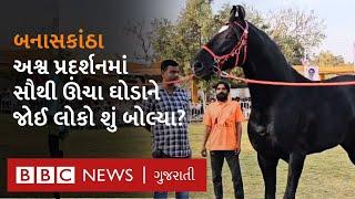 Banaskantha : અશ્વ પ્રદર્શનની ખાસિયત અને ઇતિહાસ શું છે?